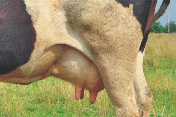 Dairy cow with mastitis