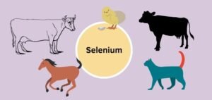 Selenium yeast uses in animal