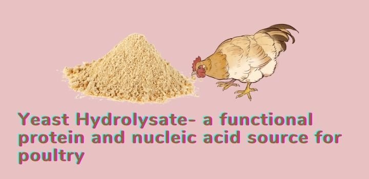 Yeast Hydrolysate- a functional protein and nucleic acid source for poultry