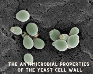 As propriedades antimicrobianas da parede celular da levedura